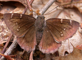 Northern Cloudywing